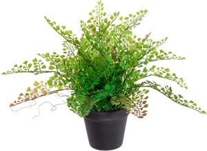 Creativ Green Künstliche Zimmerpflanze Adianthumfarn, (1 St.)