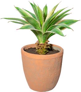 Creativ Green Künstliche Zimmerpflanze Agave im Terracottatopf, (1 St.)