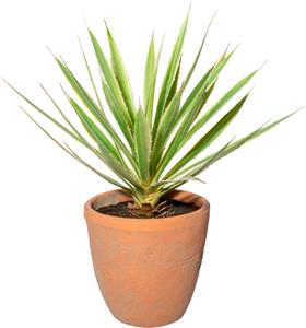 Creativ Green Künstliche Zimmerpflanze Yucca im Terracottatopf, (1 St.)