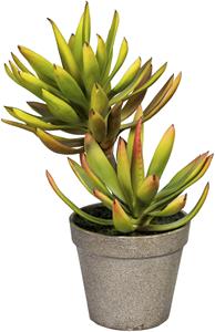 Creativ Green Künstliche Zimmerpflanze Deko-Sukkulente Aloe plicatilis, (1 St.)