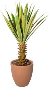 Creativ Green Künstliche Zimmerpflanze Yucca im Terracottatopf, (1 St.)
