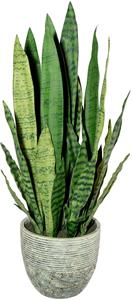 Creativ Green Künstliche Zimmerpflanze Sanseveria, (1 St.)