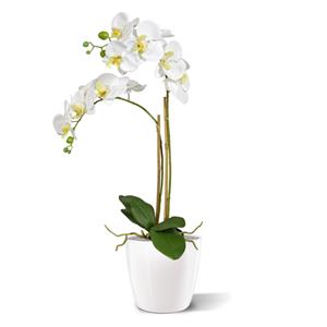 Phalaenopsis x2 in pot 65cm - wit