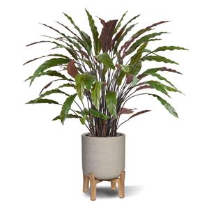 Calathea kunstplant 85cm - groen/rood