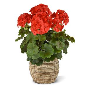 Geranium PL XL kunstplant 40cm -rood - UV bestendig