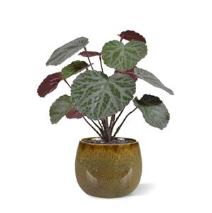 Saxifraga kunstplant groen/rood 25cm in 10cm pot