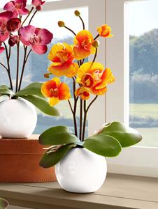 Orchidee im Topf IGEA Orange