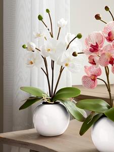 Orchidee im Topf IGEA Weiß