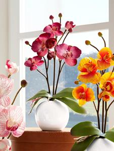 Orchidee im Topf IGEA Fuchsia