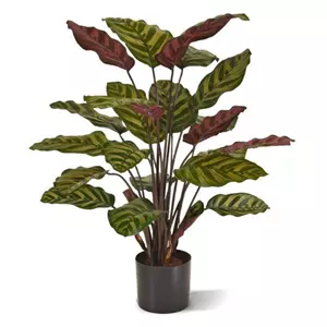 Plantje Calathea Makoyana Red 60 cm - Kunstplant