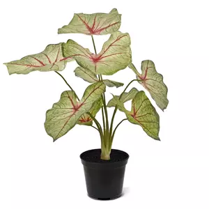 Plantje Caladium White Queen 45 cm - Kunstplant