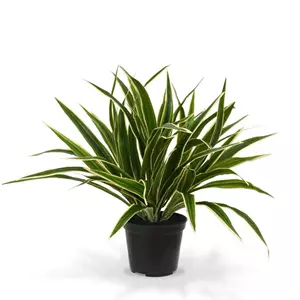 Plantje Chlorophytum Graslelie 30 cm - Kunstplant