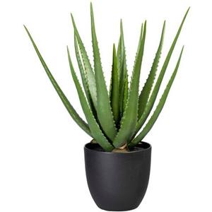 Creativ green Künstliche Zimmerpflanze "Aloe", (1 St.)