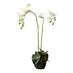 DEPOT Orchidee Phalaenopsis in Erde ca. 62cm