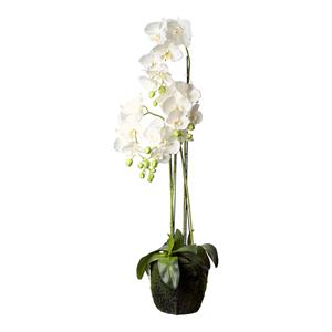 DEPOT Orchidee Phalaenopsis in Erde ca. 100cm