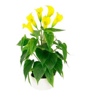 I.GE.A. Kunstblume "Calla", (1 St.), Im Topf aus Keramik Kunstpflanze Künstliche Blumen Seidenblumen