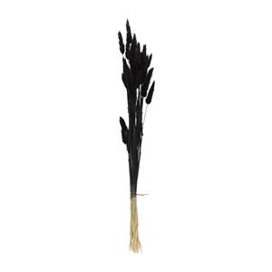 Xenos Droogbloem - Lagurus - zwart - 60 cm