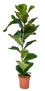 OH2 Ficus Lyrata - 2 Stuks