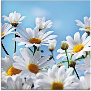 Artland Print op glas Bloemen - margrieten in verschillende maten