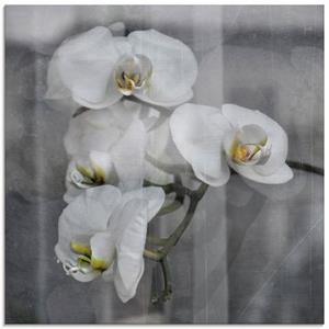 Artland Print op glas Witte orchideeën - white orchidee in verschillende maten