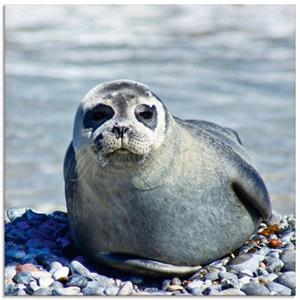 Artland Print op glas Rob op het strand van Helgoland in verschillende maten