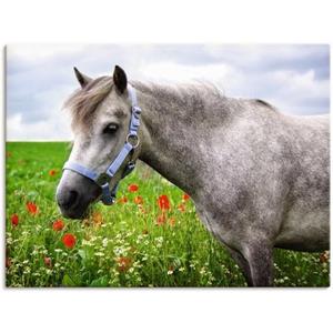 Artland Artprint Welshpony als artprint van aluminium, artprint op linnen, muursticker of poster in verschillende maten