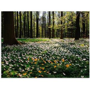 Artland Print op glas Lentebos bedekt met anemonen in verschillende maten