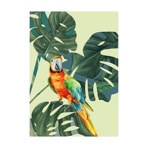 Komar Poster "Green-Winged Macaw", (1 St.)