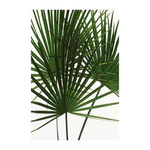 Komar Poster Palmtree Leaves Hoogte: 70 cm