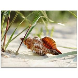 Artland Print op glas Grote schelp op het strand in verschillende maten