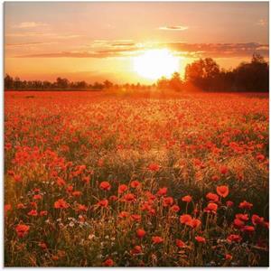 Artland Print op glas Klaprozenveld bij zonsondergang in verschillende maten