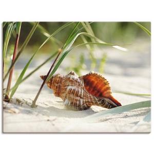 Artland Artprint Grote schelp op het strand als artprint op linnen, muursticker of poster in verschillende maten