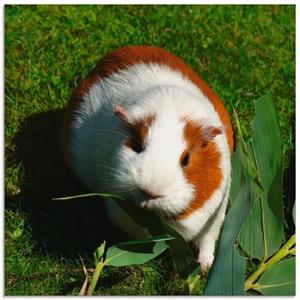 Artland Print op glas Oranje witte cavia in verschillende maten