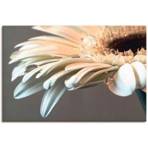 Artland Artprint Bloem van een gerbera als artprint van aluminium, artprint op linnen, muursticker of poster in verschillende maten