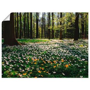 Artland Wandbild "Frühlingswald bedeckt mit Windröschen", Wald, (1 St.), als Leinwandbild, Wandaufkleber oder Poster in versch. Größen