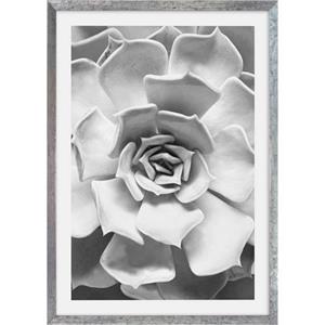 Komar Artprint met lijst Succulent Aeonium machinaal