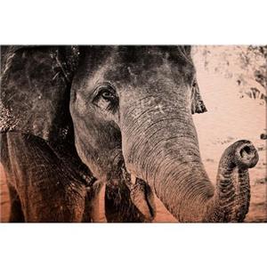 Wall-Art Aluminium-dibondprint Indian Elephant 60/40 cm