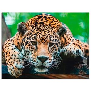 Artland Artprint Zuid-Amerikaanse jaguar als artprint van aluminium, artprint op linnen, muursticker of poster in verschillende maten