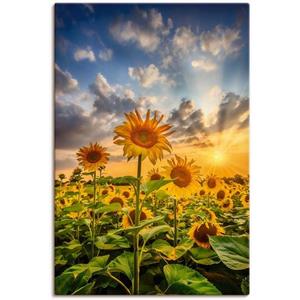 Artland Artprint Zonnebloemen in de zonsondergang als artprint van aluminium, artprint op linnen, muursticker of poster in verschillende maten