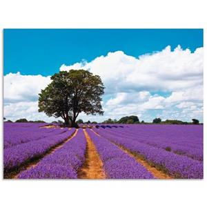 Artland Artprint Mooi lavendelveld in de zomer als artprint van aluminium, artprint op linnen, muursticker of poster in verschillende maten