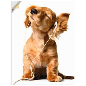 Artland Artprint Jonge hond die naar muziek door hoofdtelefoon luistert als artprint op linnen, muursticker of poster in verschillende maten