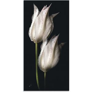 Artland Artprint Witte tulpen in de nacht als artprint van aluminium, artprint op linnen, muursticker of poster in verschillende maten