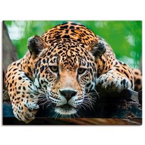 Artland Artprint Zuid-Amerikaanse jaguar als artprint van aluminium, artprint op linnen, muursticker of poster in verschillende maten