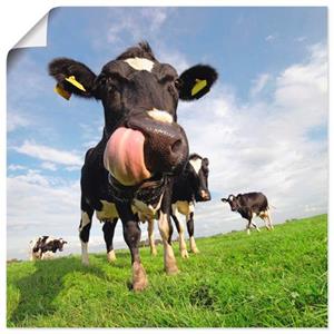 Artland Wandbild "Holstein-Kuh mit gewaltiger Zunge", Haustiere, (1 St.)