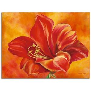 Artland Artprint Amaryllis als artprint van aluminium, artprint op linnen, muursticker of poster in verschillende maten