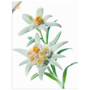 Artland Artprint Edelweiss als artprint van aluminium, artprint op linnen, muursticker of poster in verschillende maten