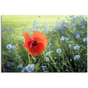 Artland Artprint Papaver III als artprint van aluminium, artprint op linnen, muursticker of poster in verschillende maten