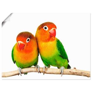 Artland Wandbild "Paar von Grauköpfchen - Papageien", Vögel, (1 St.), als Leinwandbild, Poster, Wandaufkleber in verschied. Größen
