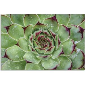 Artland Artprint Succulenten met regendruppels als artprint van aluminium, artprint op linnen, muursticker of poster in verschillende maten