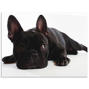 Artland Artprint Bulldog als artprint van aluminium, artprint op linnen, muursticker of poster in verschillende maten